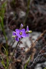 Heliophila linearis