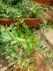 Gymnosporia buxifolia