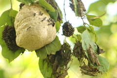 Ancistrocercus circumdatus