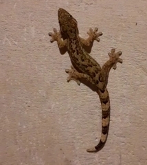 Thecadactylus rapicauda