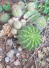 Echinopsis oxygona