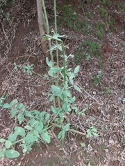 Gymnosporia buxifolia