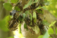 Ancistrocercus circumdatus