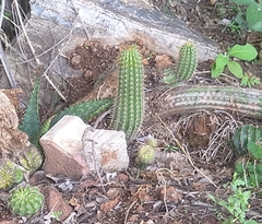 Trichocereus spachianus