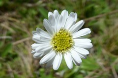 Brachyscome longiscapa