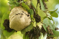 Ancistrocercus circumdatus