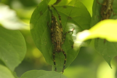 Ancistrocercus circumdatus