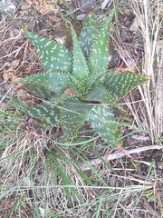 Aloe