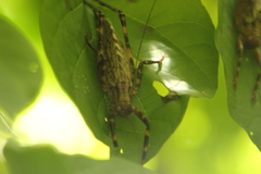 Ancistrocercus circumdatus