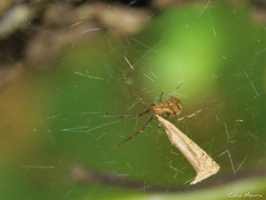 Nihonhimea tesselata