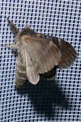 Notodonta dromedarius