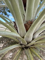 Tillandsia utriculata
