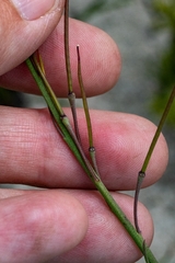 Heliophila linearis