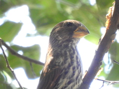 Amblyospiza albifrons