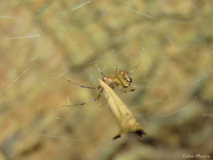 Nihonhimea tesselata