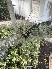 Tillandsia utriculata