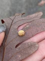 Acraspis pezomachoides