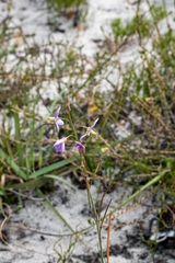 Heliophila linearis