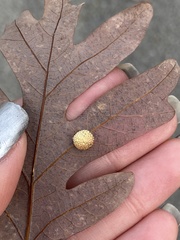 Acraspis pezomachoides