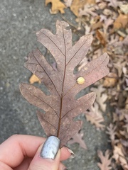 Acraspis pezomachoides