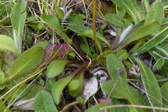 Brachyscome longiscapa