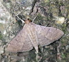 Spilomelinae