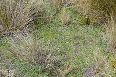 Brachyscome longiscapa