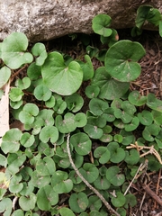 Dichondra