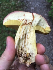 Butyriboletus regius