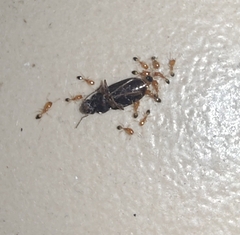 Trichomyrmex destructor