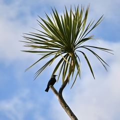 Prosthemadera novaeseelandiae novaeseelandiae