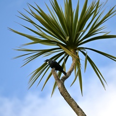 Prosthemadera novaeseelandiae novaeseelandiae