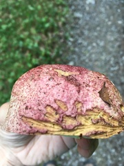 Butyriboletus regius