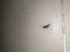 Trichomyrmex destructor
