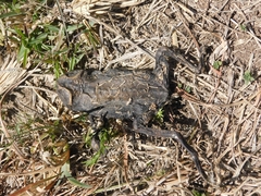Rhinella arenarum