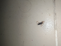 Trichomyrmex destructor