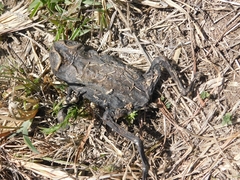 Rhinella arenarum