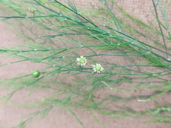 Asparagus virgatus