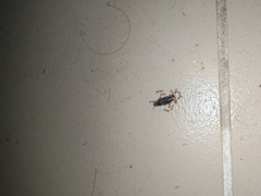 Trichomyrmex destructor