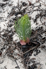 Leucadendron platyspermum