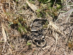 Rhinella arenarum