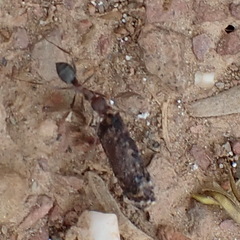 Anoplolepis steingroeveri