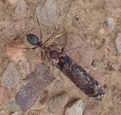 Anoplolepis steingroeveri