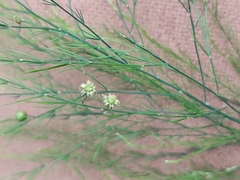 Asparagus virgatus