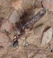 Anoplolepis steingroeveri