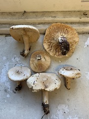 Lactarius mucidus