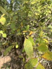 Forestiera ligustrina