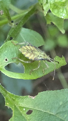 Piezogaster indecorus