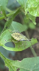 Piezogaster indecorus