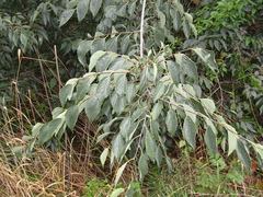 Celtis caucasica